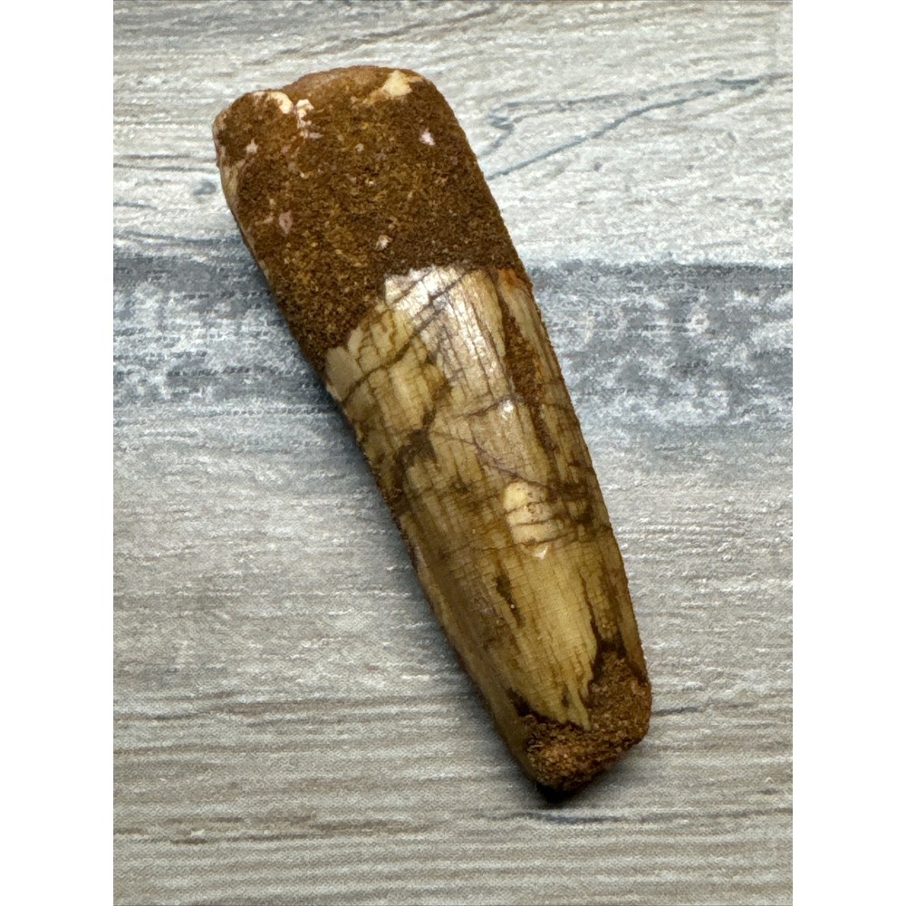 1.5 Inch Spinosaurus Tooth Real Dinosaur Fossil Morocco Extinct Specimen